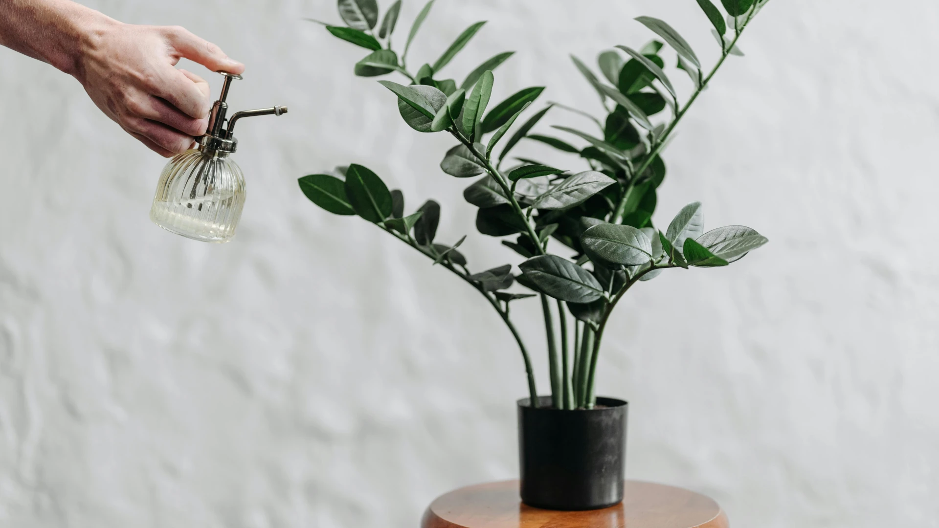 Únorové hnojení zamiokulkasu, podpoří zdraví rostliny i nové výhony v růstu