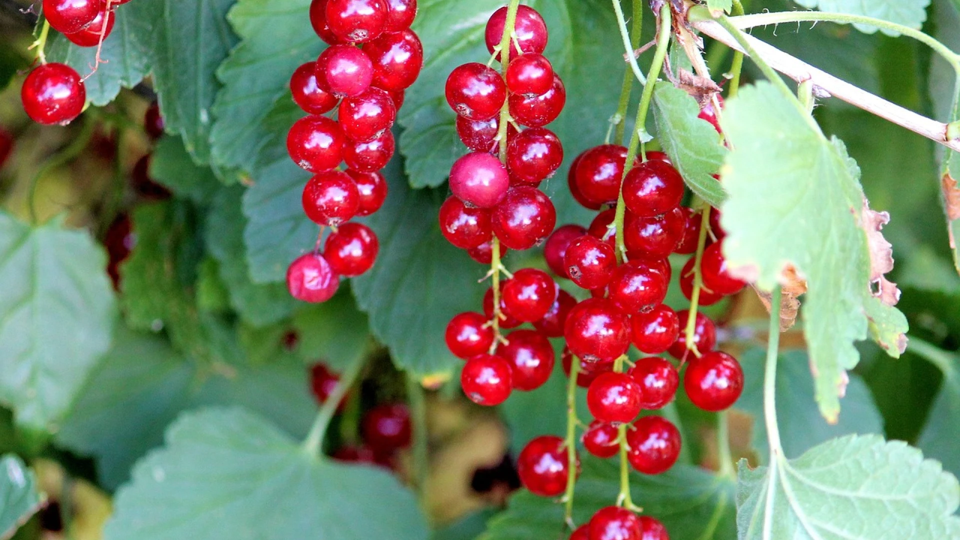 Postřik na rybíz a angrešt: Kdy a co aplikovat, abychom ochránili keře před padlí a mšicemi