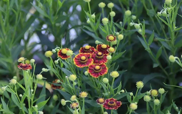 Záplevák podzimní