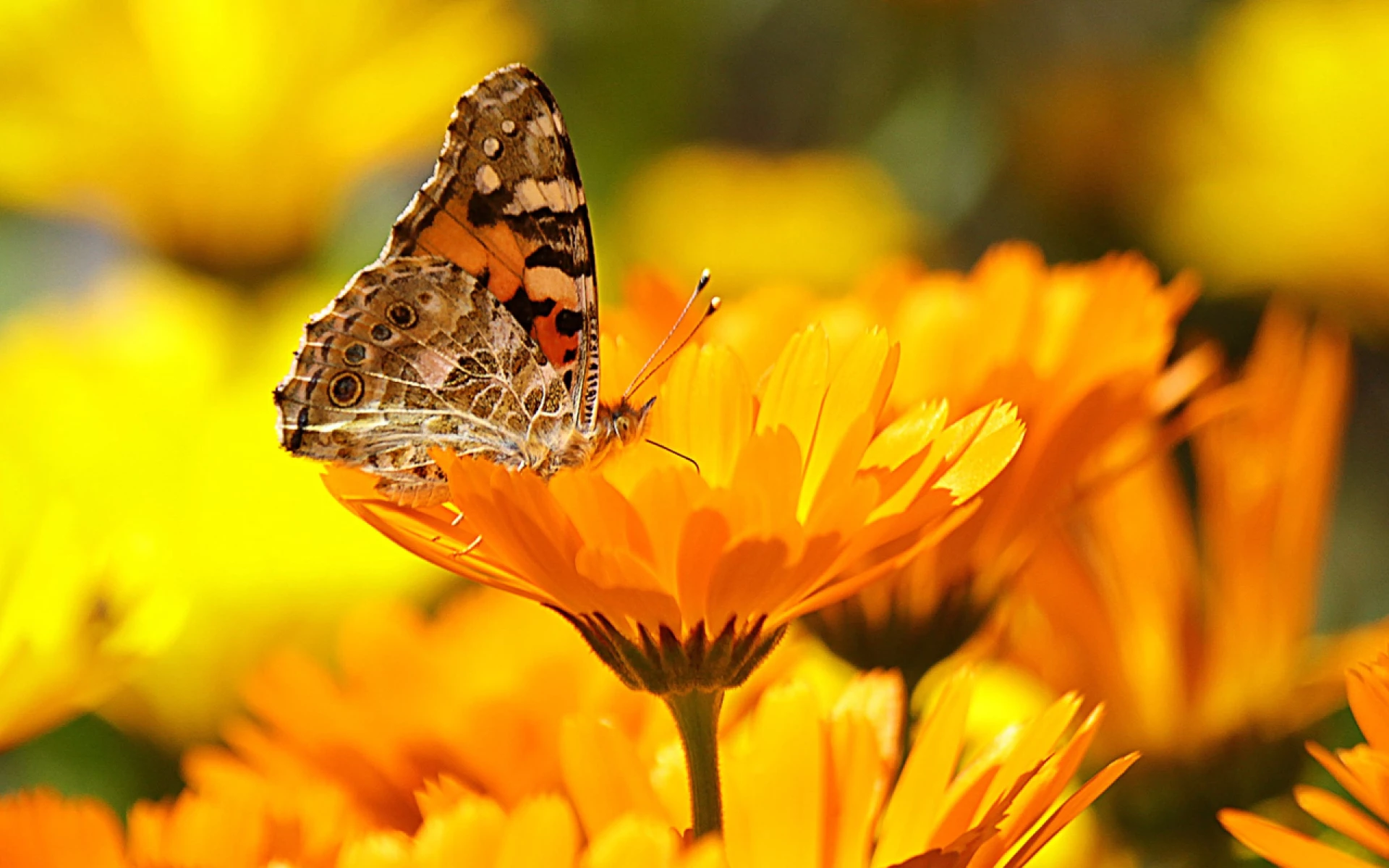 Měsíček lékařský: Květy zářící jako sluníčka chutnají a pročišťují organismus