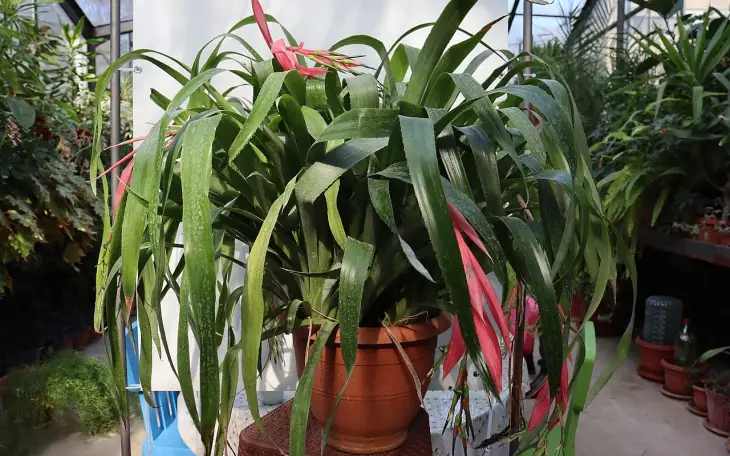 Billbergia