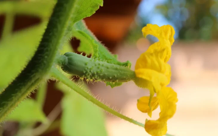 Nehořký plod okurky s květem