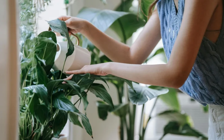 Zalévání rostliny