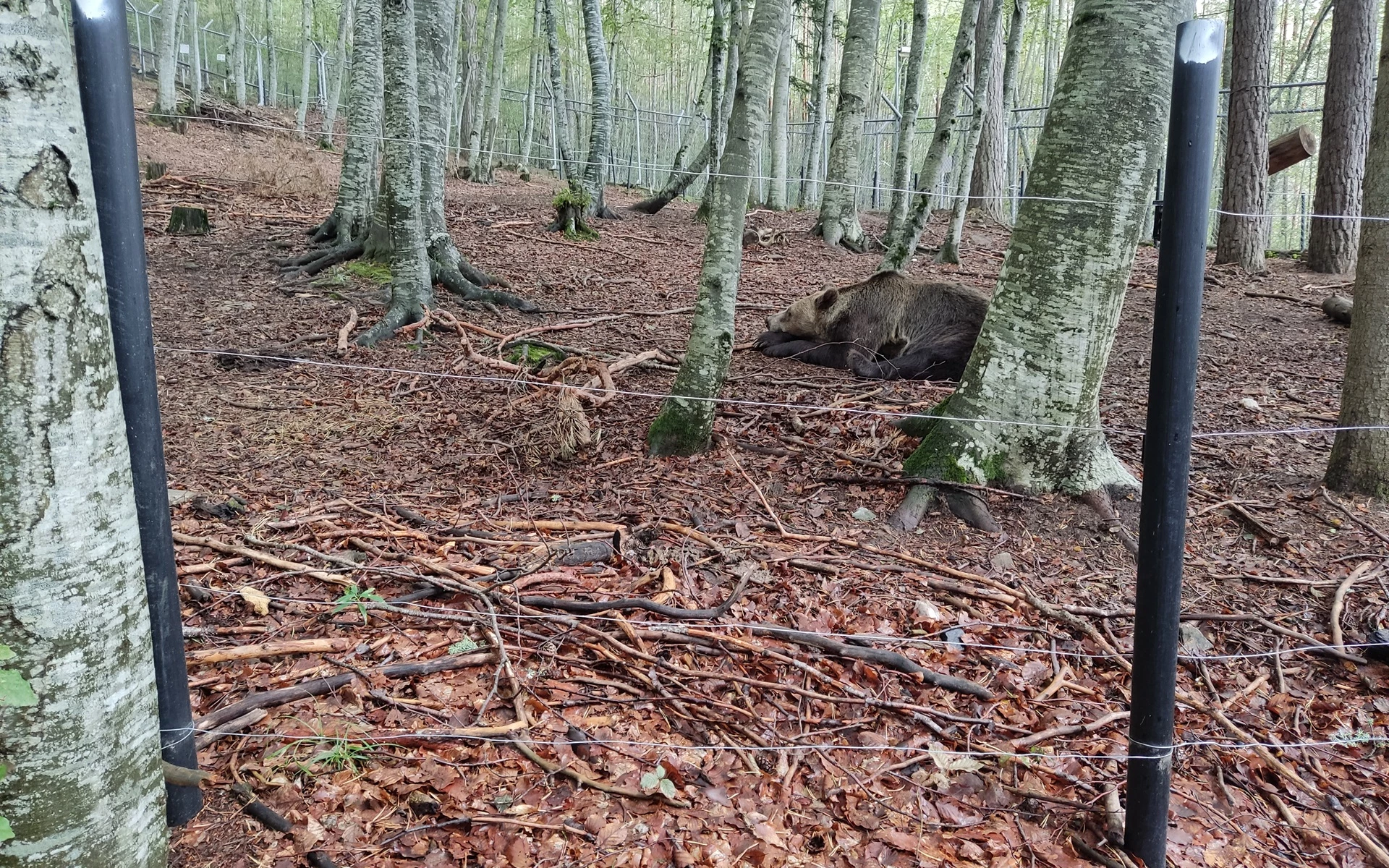 Tančící medvědi: návštěva záchranné stanice v Belitse