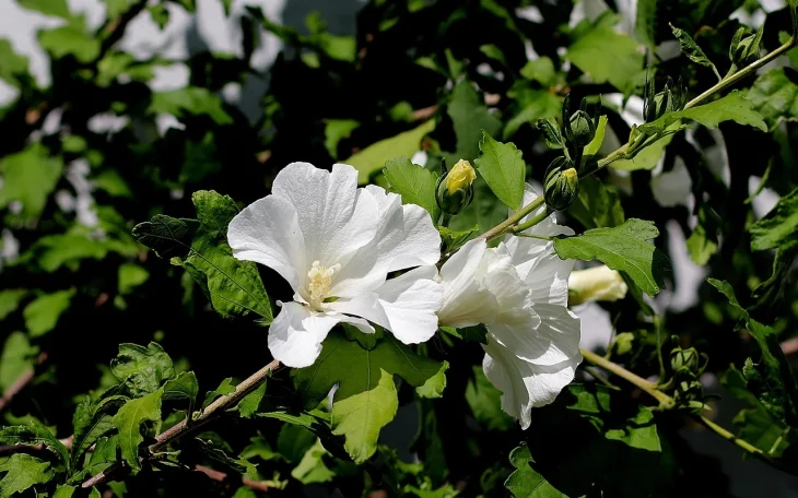 Ibišek syrský pěstování ze semen