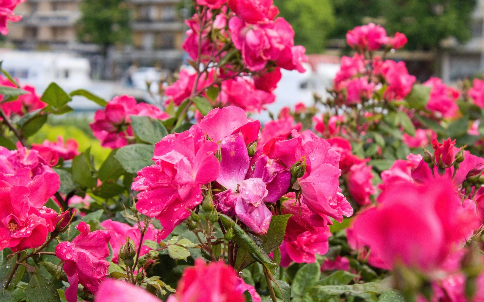Rozkvetlé růže na zahradě