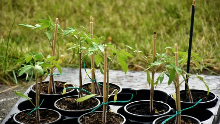 Rajčata sazenice