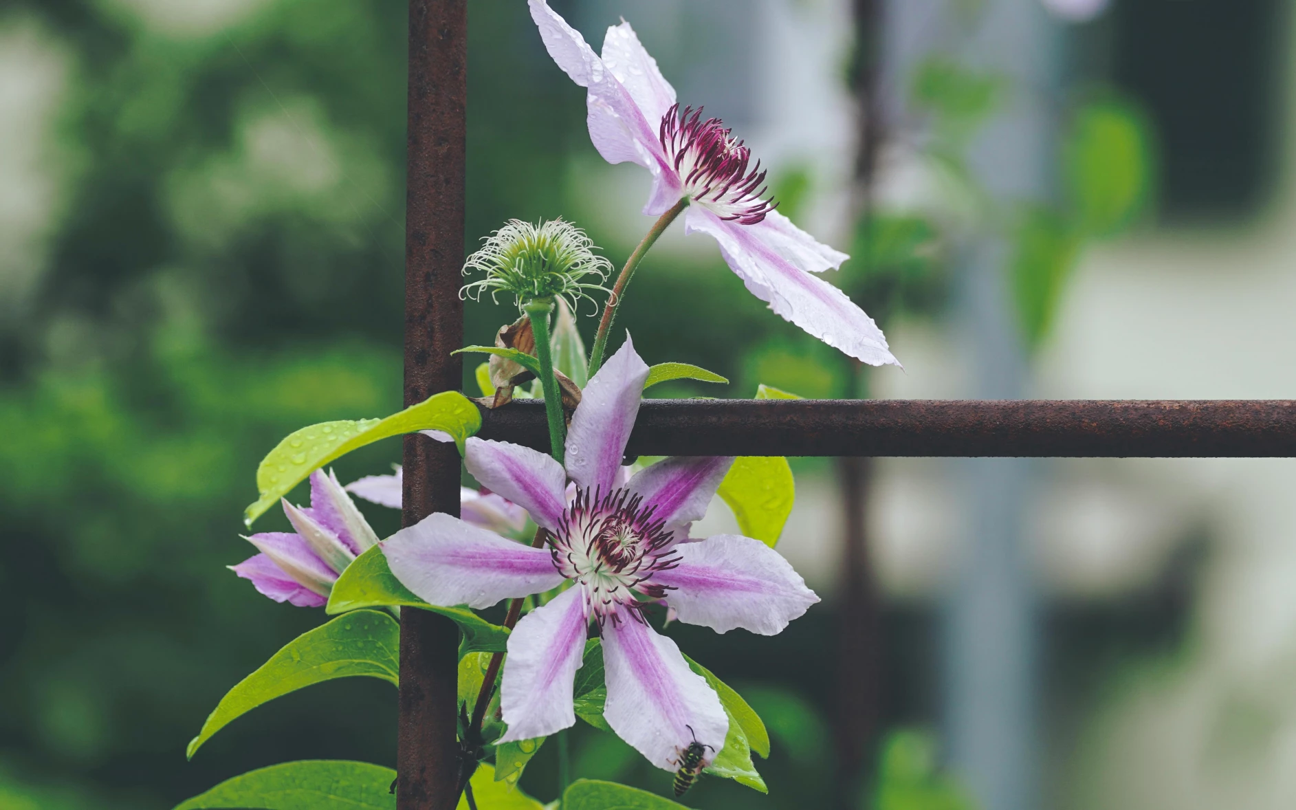 Řez plaménku: Kdy se uchýlit k tomuto kroku, aby zdravě rostl a bohatě kvetl