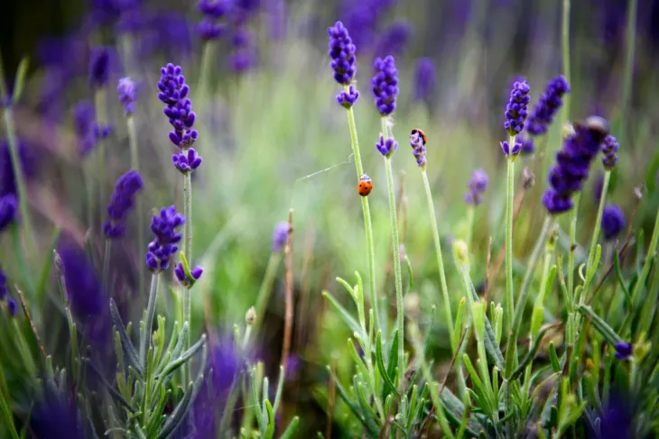 Levandule
