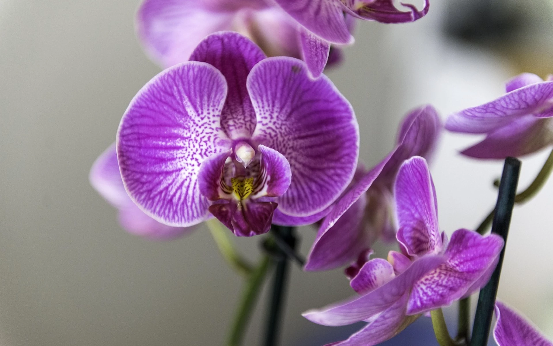 Orchidej nechce kvést: Jednoduchá procedura zajistí růst nových výhonů a bohaté nakvétání