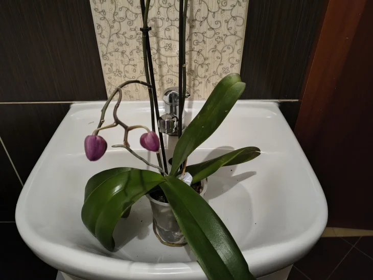 Orchidej v umyvadle, zálivka