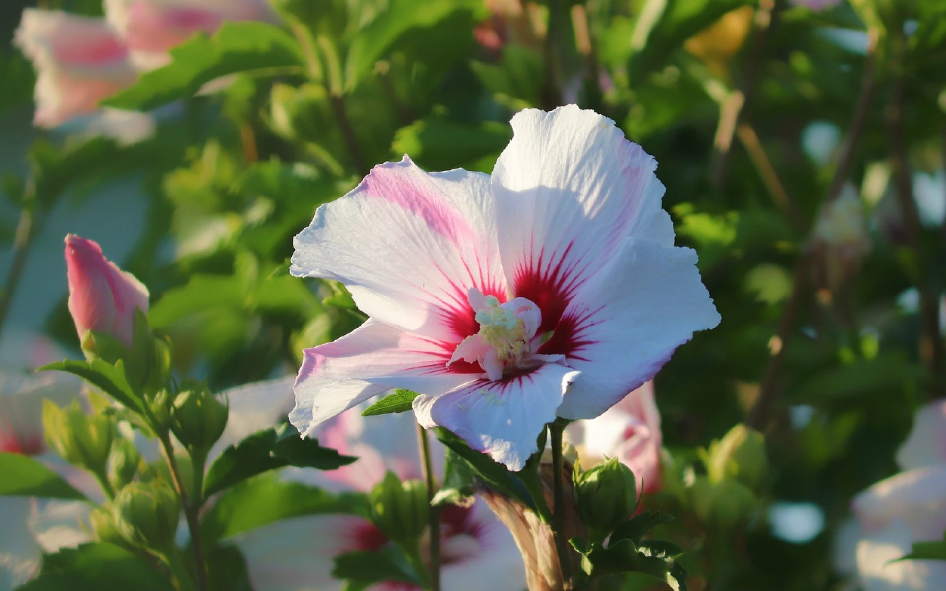 I v srpnu dodejte ibišku správné živiny, bude vám kvést až do října. Jaké přesně?