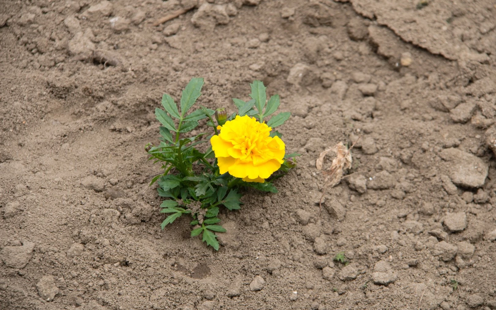 Rostlina afrikán na záhoně