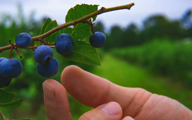Plody borůvek s rukou