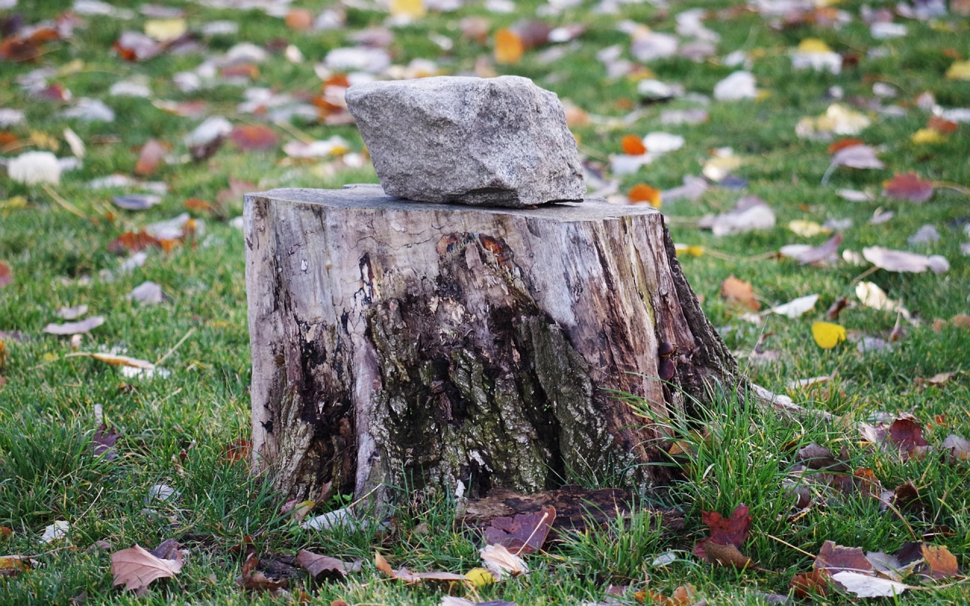 Jak využít pařez na zahradě ke svému prospěchu? Inspirujte se několika nápady