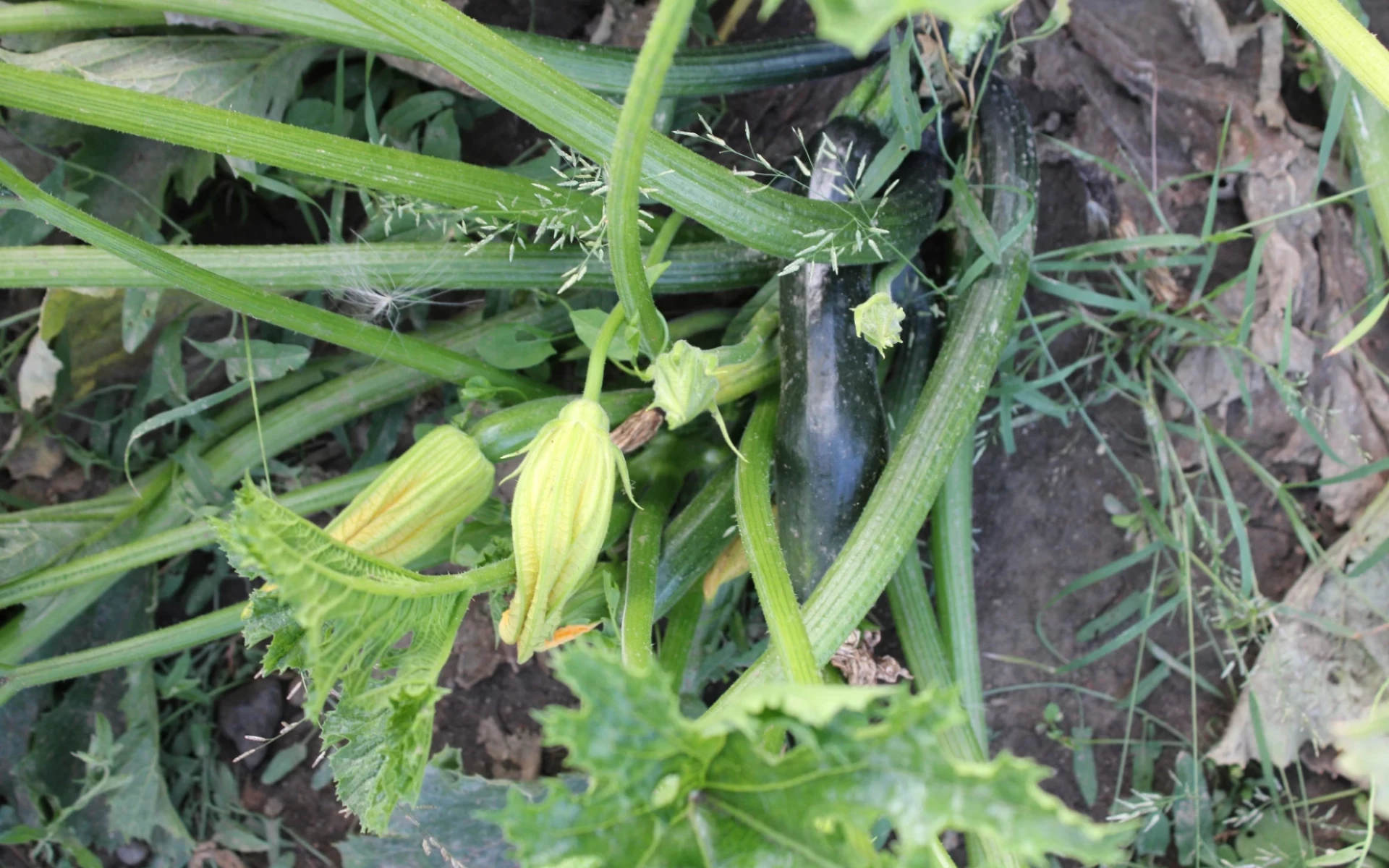 Srpnové hnojení cuket: Podpoří růst rostlin a zajistí bohatou úrodu bez hořkých plodů