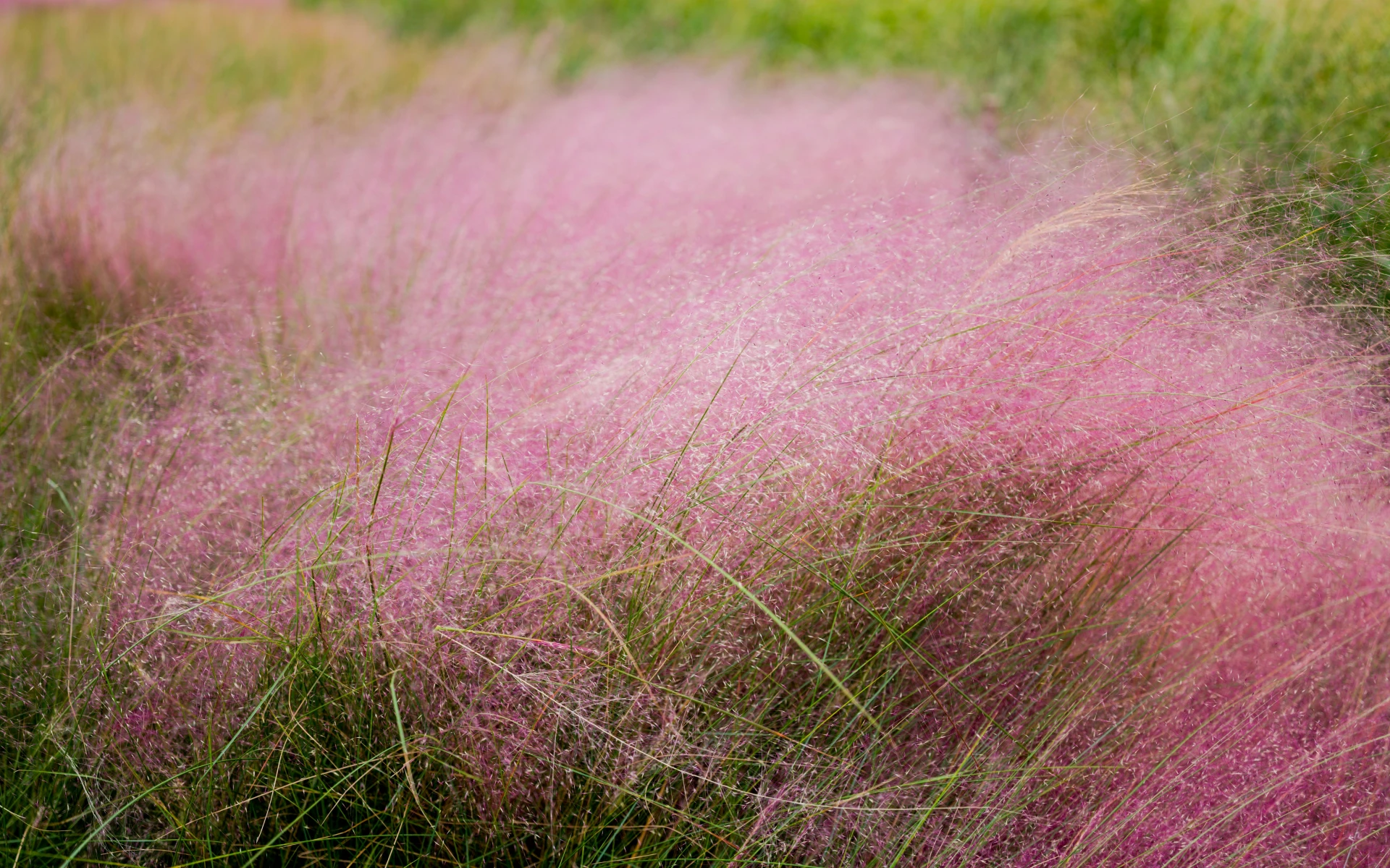 Okrasná tráva, která kvete jako sen. Má růžové květy a nevyžaduje téměř žádnou péči. Už ji znáte?