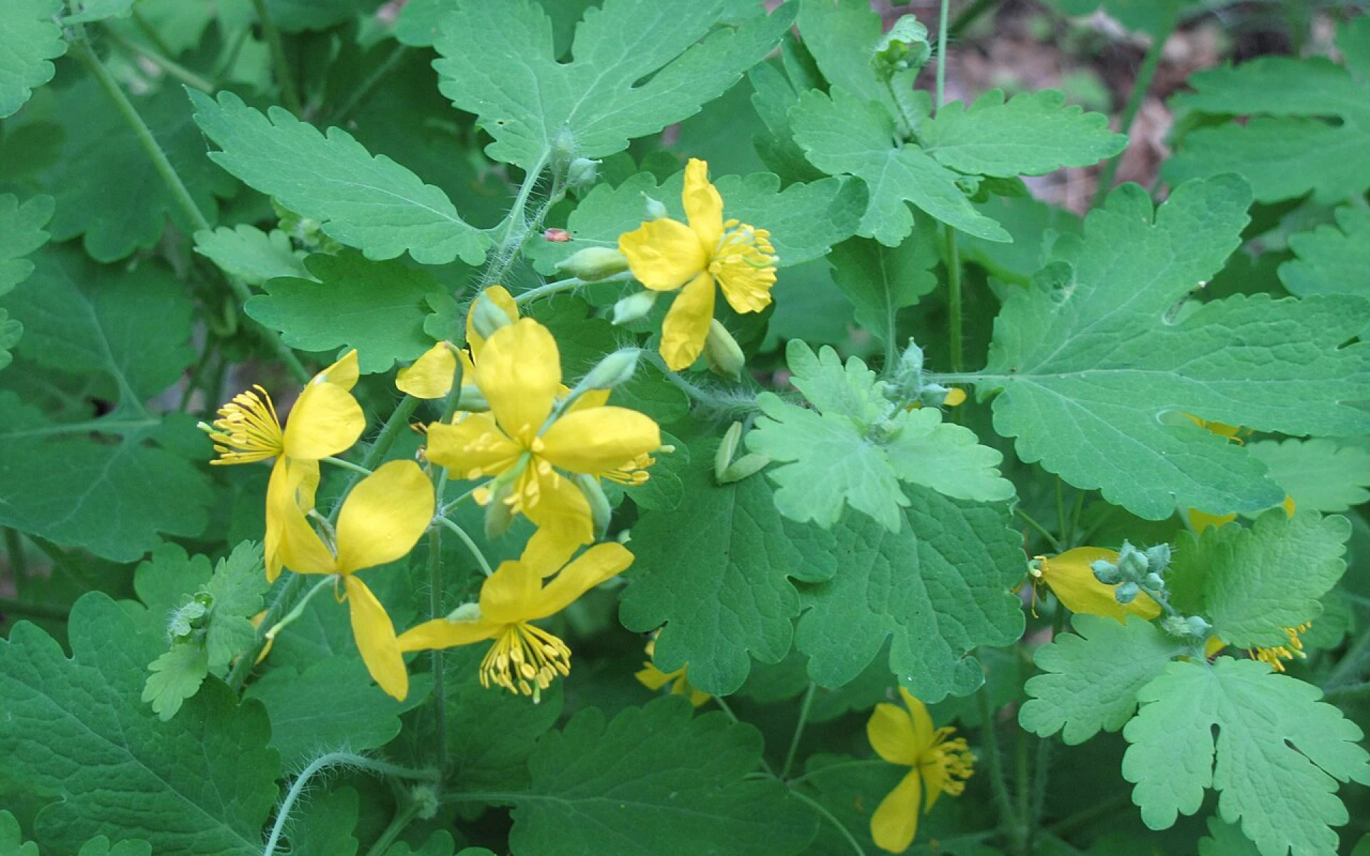 Kvašený vlaštovičník je darem přírody pro vás, ale i pro zahradu. Proč a jak ho připravit, aby účinkoval