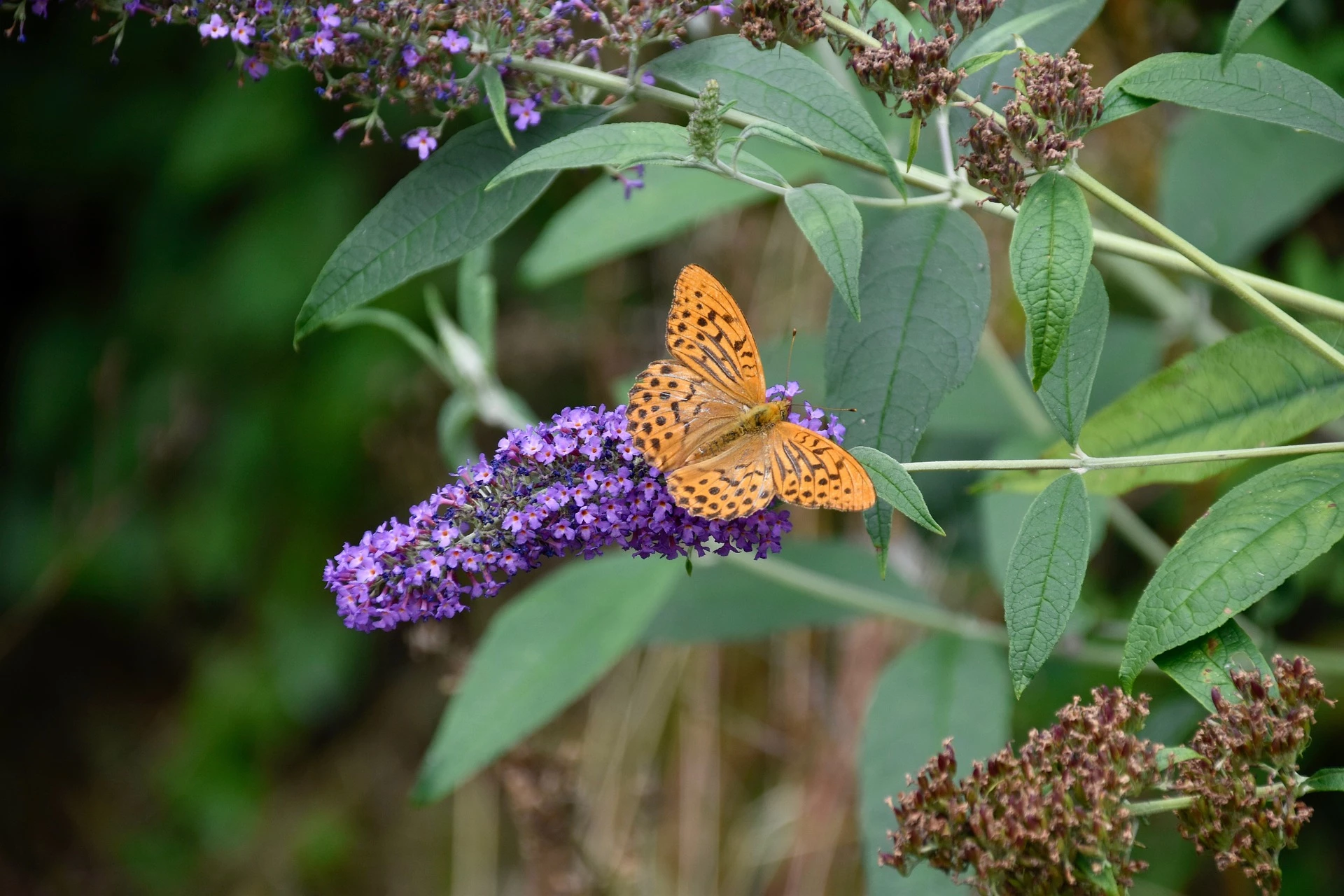 Správné pěstování motýlího keře v 5 krocích. Jak docílit bohatého květenství a zahrady plné motýlů?