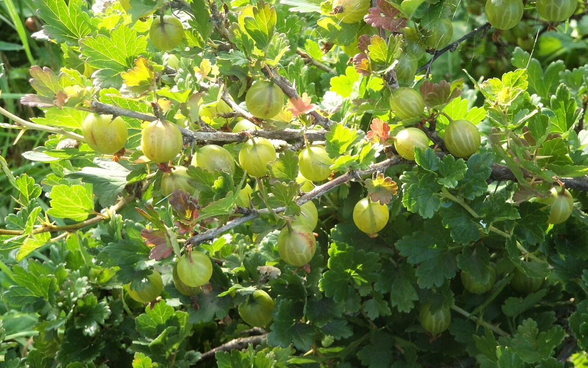 Plíseň na angreštu: Jak se jí zbavit osvědčenými způsoby, které opravdu pomohou