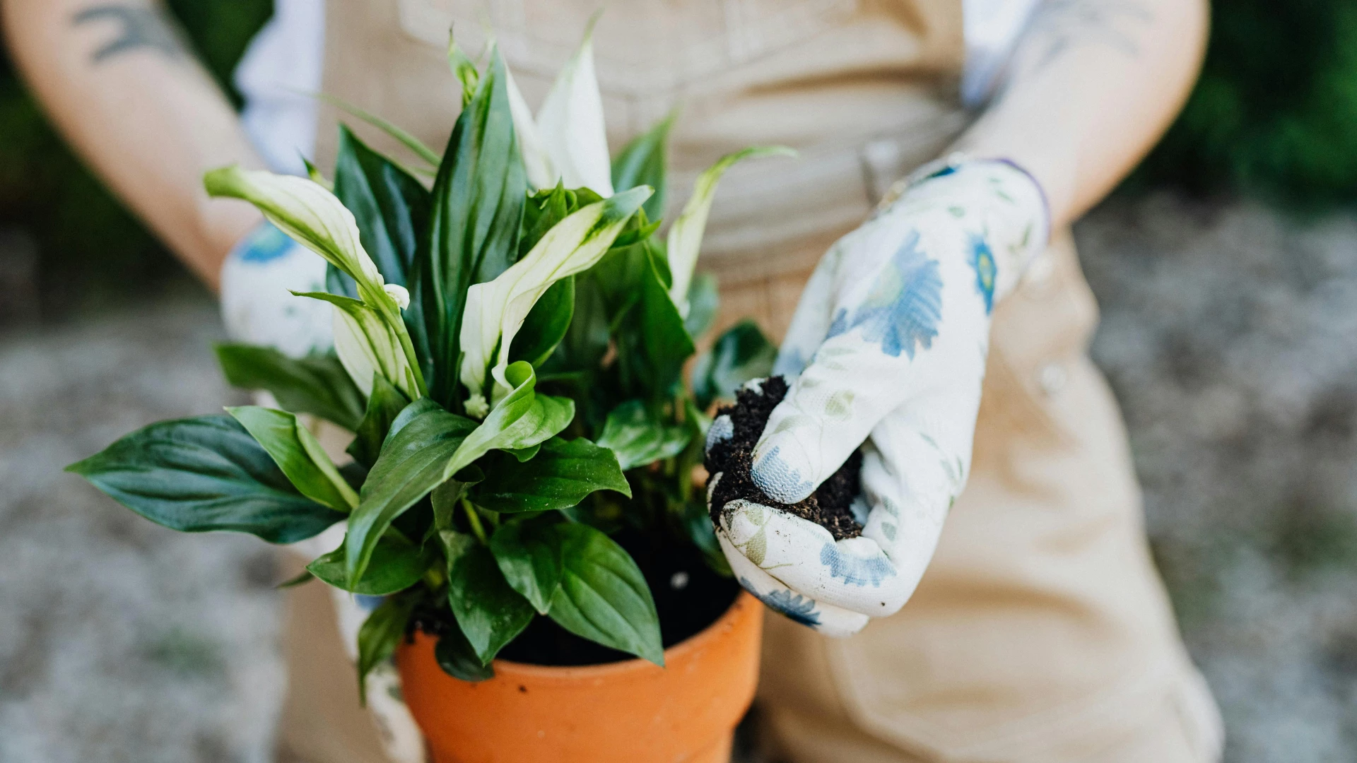 Množení lopatkovce: Jak postupovat správně, abychom získali několik bujně kvetoucích rostlin