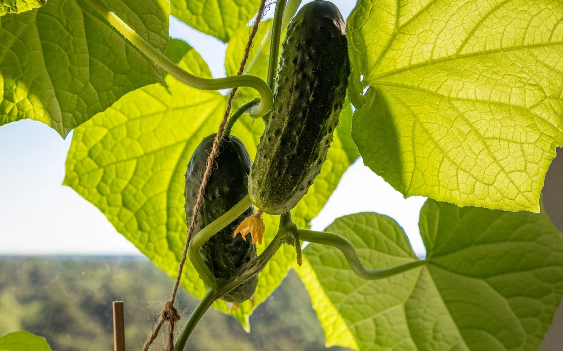 Bohatou úrodu okurek a sklizeň až do podzimu zajistí jednoduchá procedura. Aplikujte ji nyní