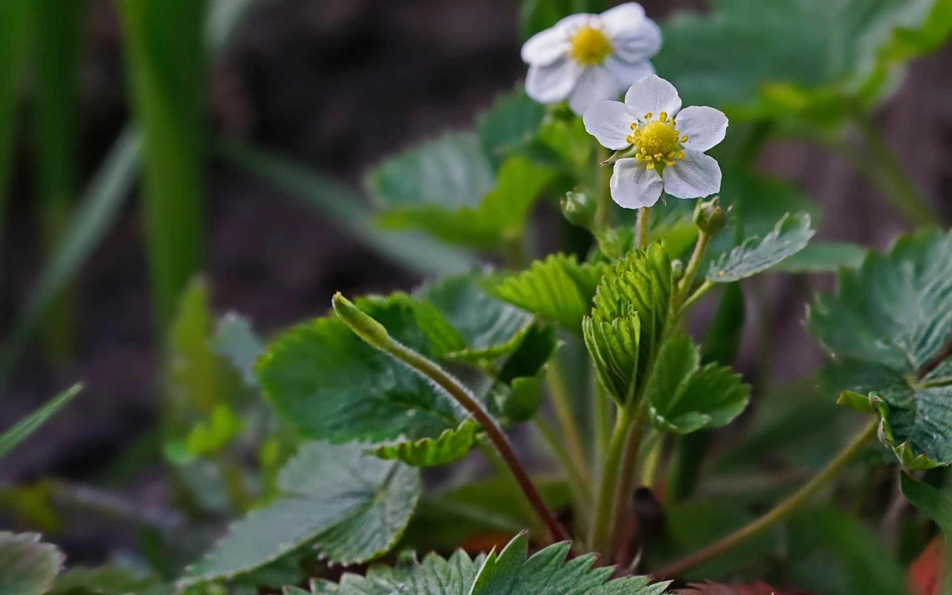 Proč jahodám reznou listy? Jak jahodníky zachránit a dočkat se bohaté úrody?