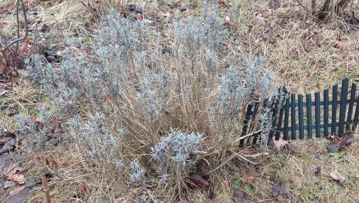 Levandule na záhonu