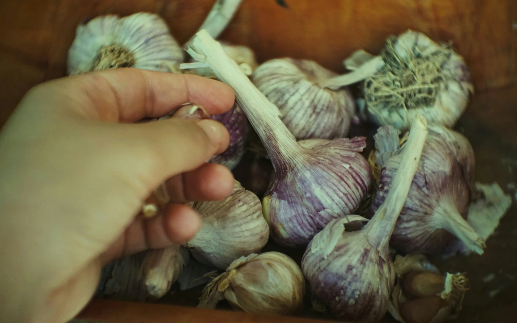 Sázení česneku na podzim: správný čas, postup a tipy pro bohatou úrodu