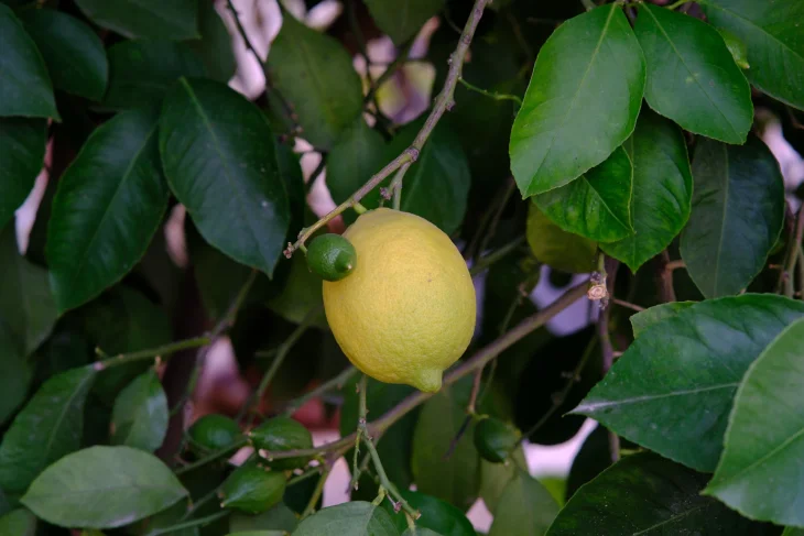 Citronovník
