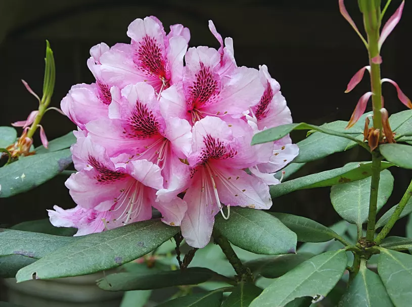 rododendron