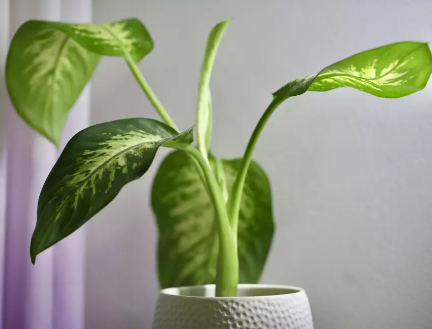 Dieffenbachia