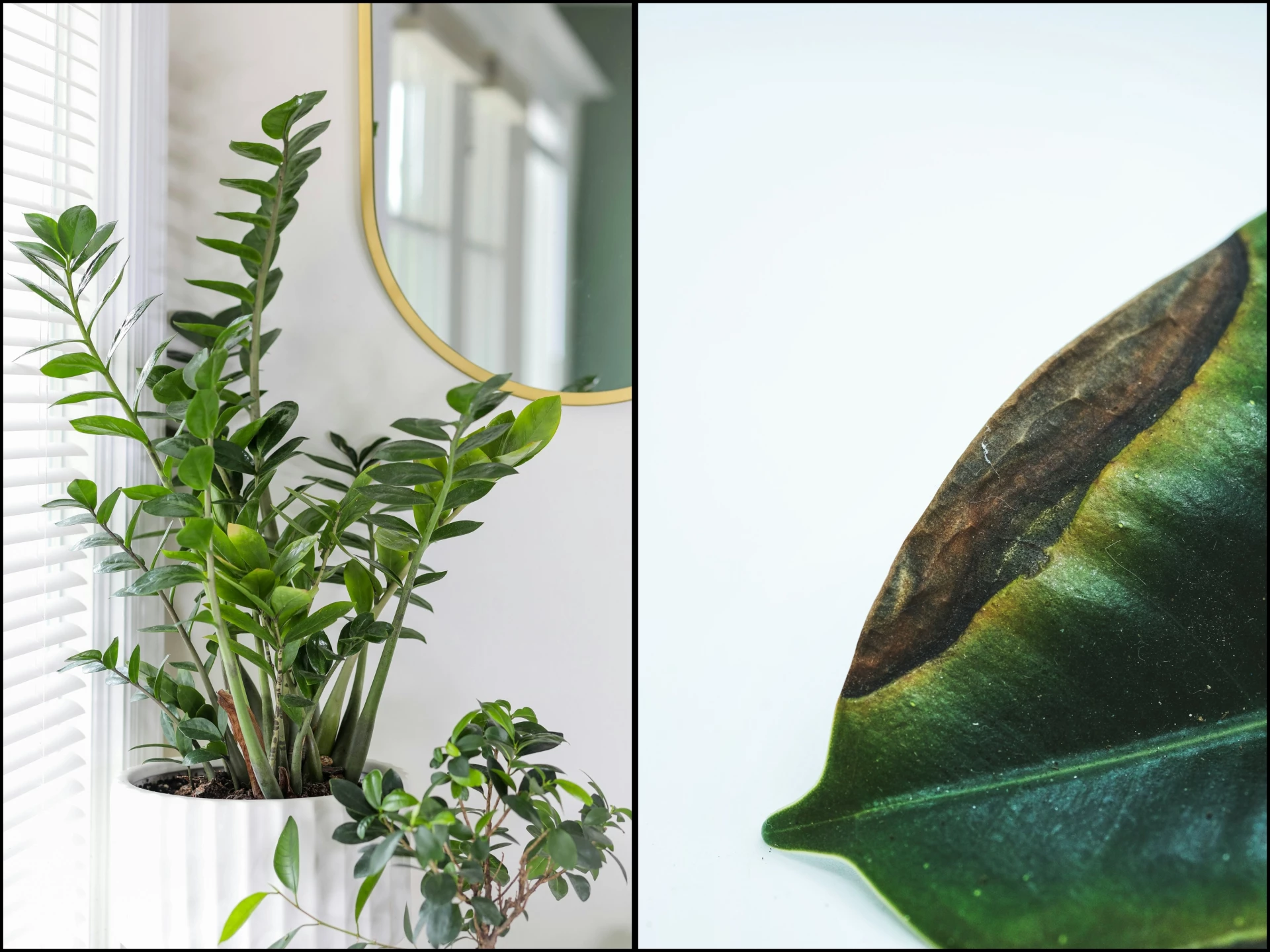 Proč černají nebo hnědnou listy pokojových rostlin? Volají o pomoc, tak je nenechejte zahynout