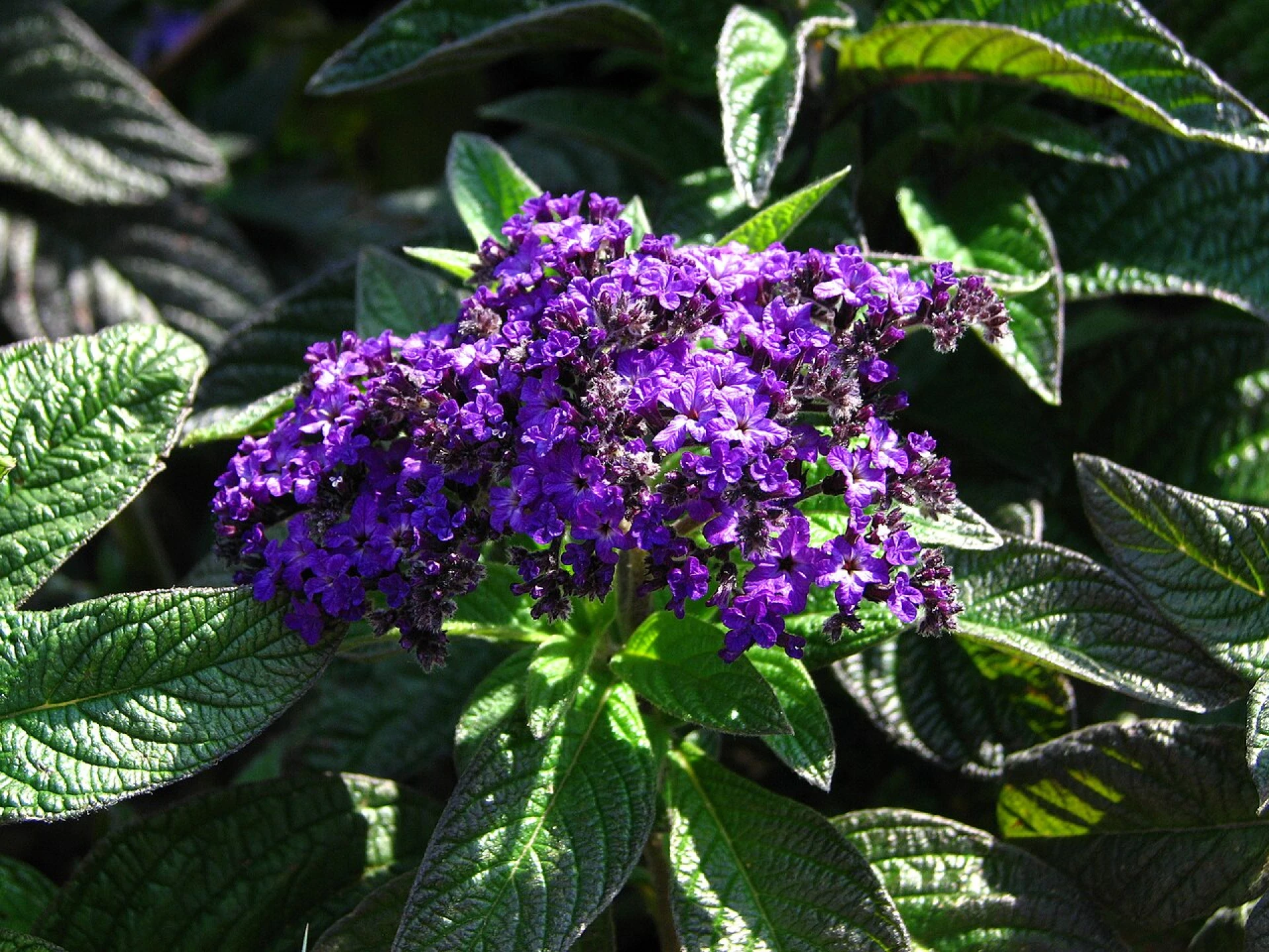 Jak pěstovat otočník stromovitý pro bohaté květy, které voní po vanilce?