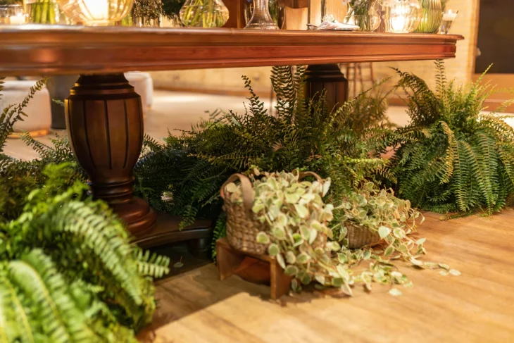 Pokojové rostliny Kapradiny, pokojové rostliny