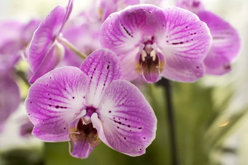 orchidej