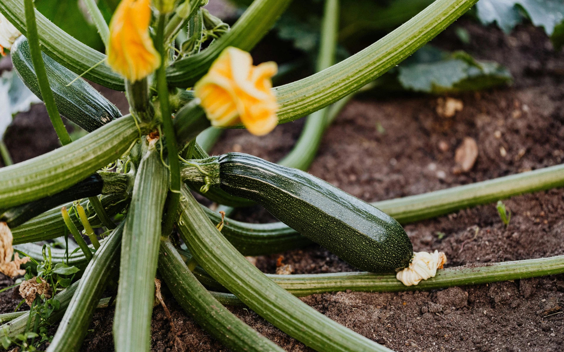Letní zálivka na cukety: Zajistí bohatou úrodu, prodloužení sklizně i plody bez hořkosti