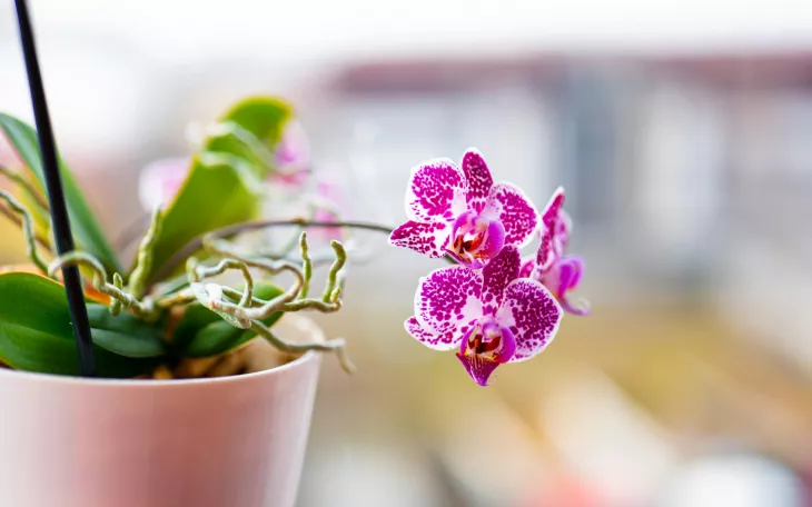 Orchidej