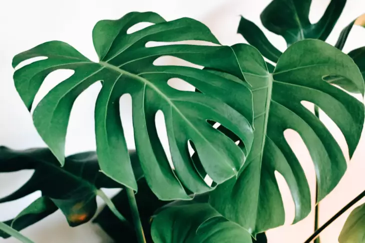 monstera