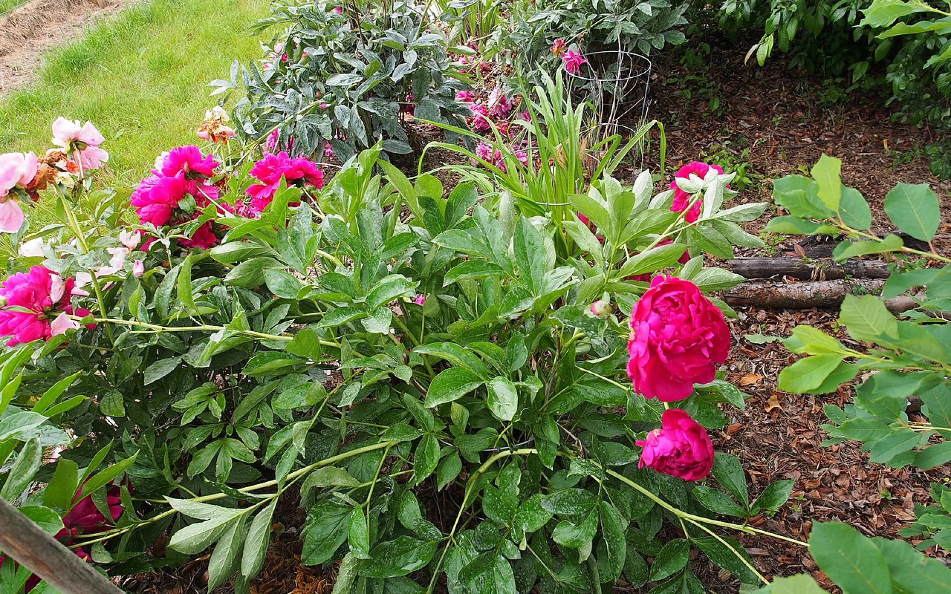 Pivoňky: Jak se o ně postarat po odkvětu? Díky správnému postupu zajistíte bohaté kvetení v příštím roce