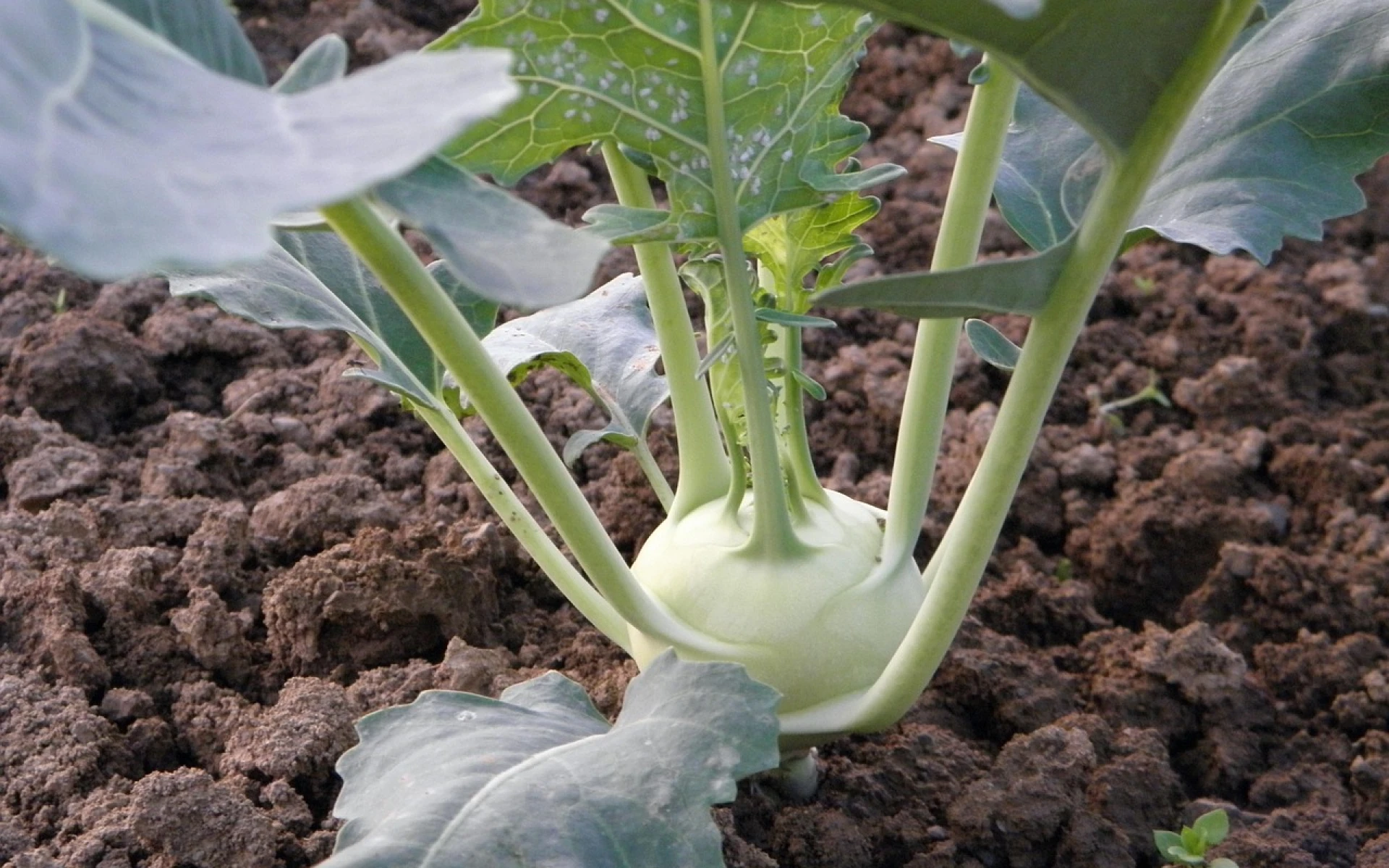 Co dělat na zahradě: sklizeň úrody a důležitá péče o trávník