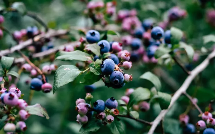 Výsadba borůvek pro bohatou sklizeň