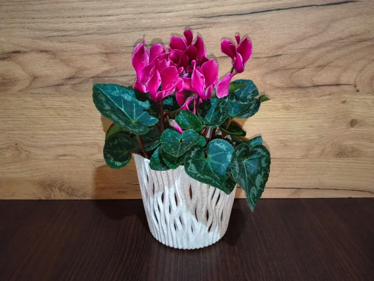 Rostlina bramboříku v bílém květináči