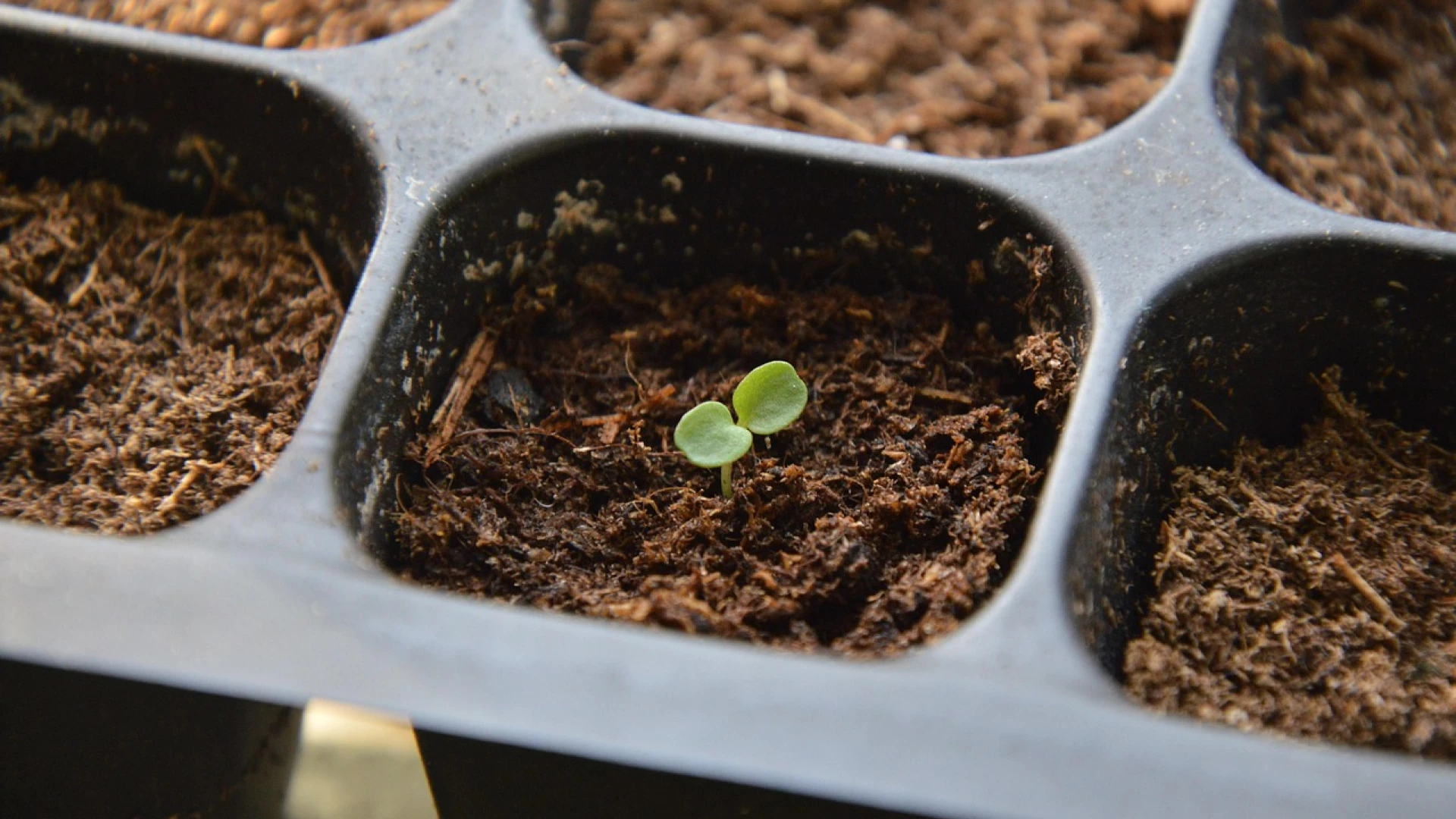 Jakou zeleninu předpěstovat v únoru? Na tyto druhy nezapomeňte, ať sklidíte kvalitní úrodu