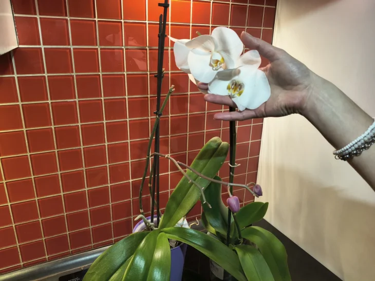 Rostlina orchideje a ruka držící květy