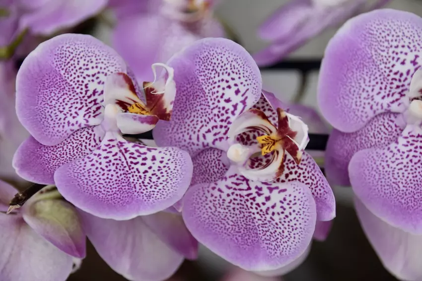orchidej