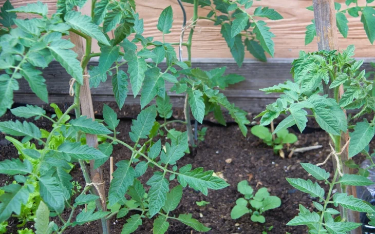 Rajčata ve vyvýšeném záhonu