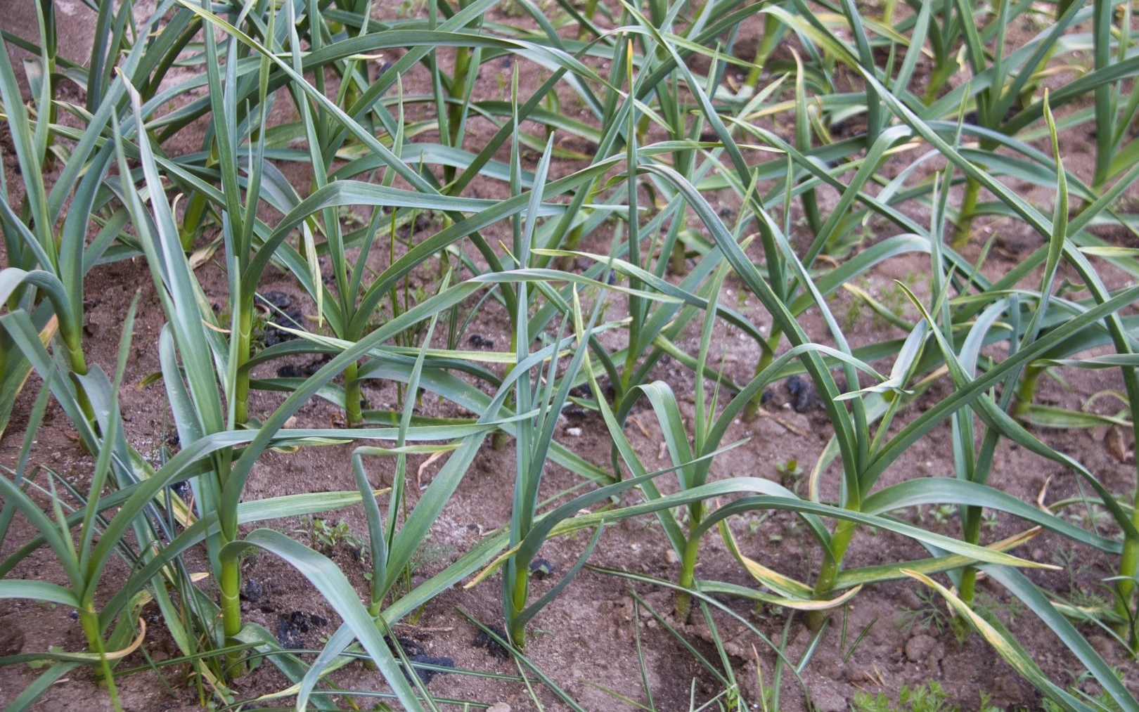 Česnek na záhonu s biocharem