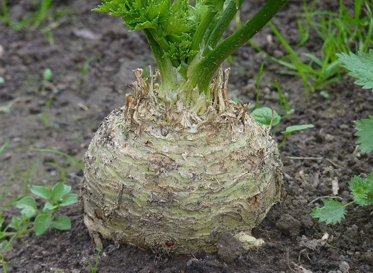 Celer Bulvový celer na záhonu před sklizní