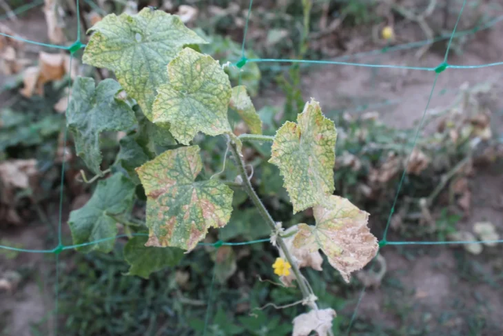 Plíseň okurková na listech okurky seté